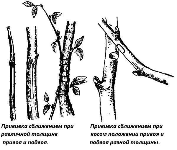 Inoculation par rapprochement