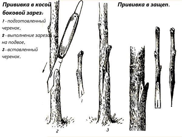Inoculation dans la coupe latérale oblique et dans l'attelle