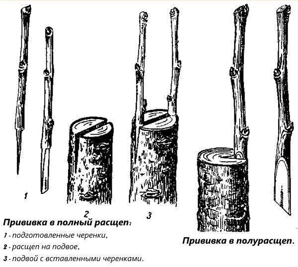 Vaccination complète et semi-dispersée