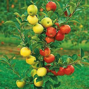 Deux variétés de fruits sur un arbre