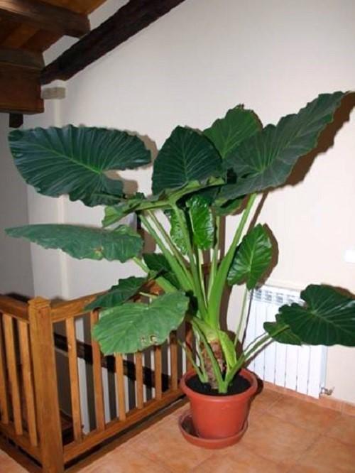 alocasia en el interior