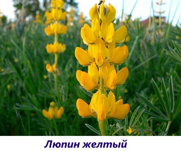 amarillo lupino