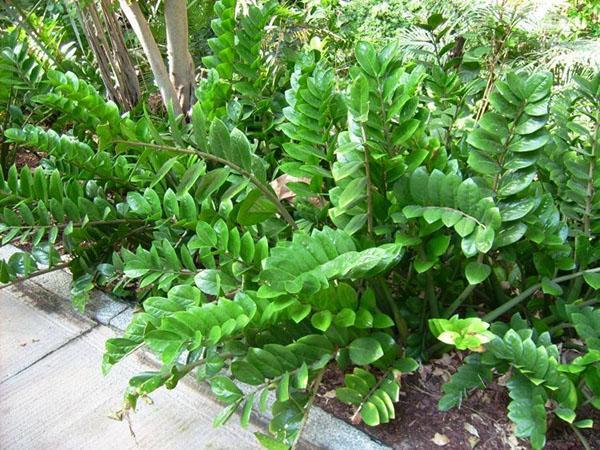 arbre dollar dans le jardin