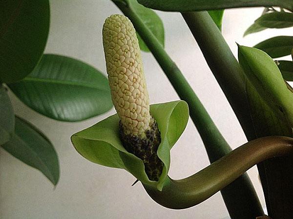 fleurs de zamioculcas