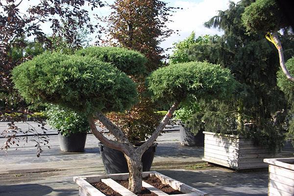 jardín de enebro bonsai tamariscifolia