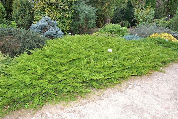 tamariscifolia parmi d'autres conifères