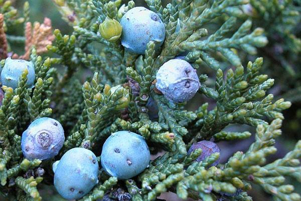 Los conos de Tamariscifolia son venenosos