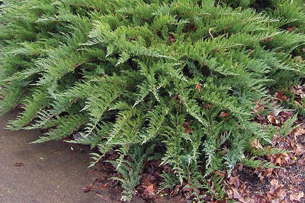 Tamariscifolia de enebro en el jardín