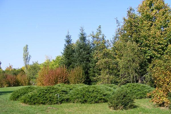 grupo de enebros Tamariscifolia