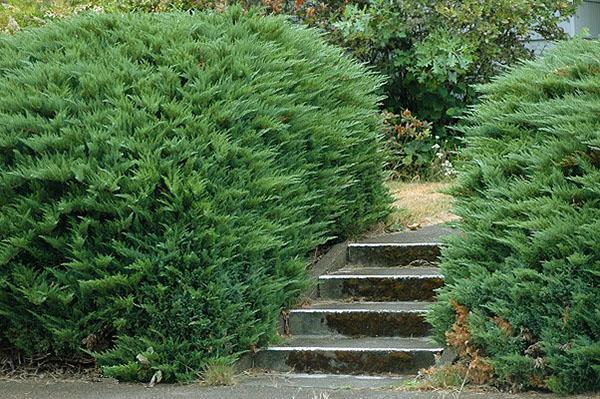 Juniper tamariscifolia sur une parcelle à plusieurs niveaux