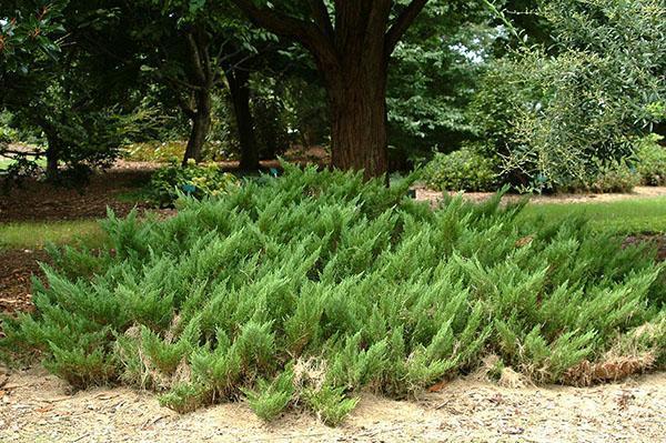 tamariscifolia debajo del árbol