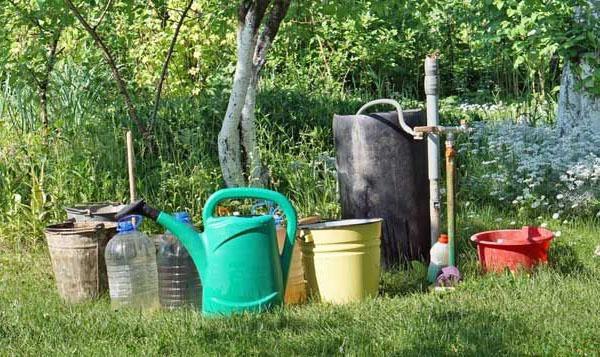 arroser et fertiliser les arbres