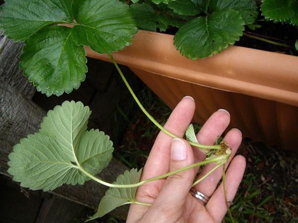 propagación de fresas con rosetas