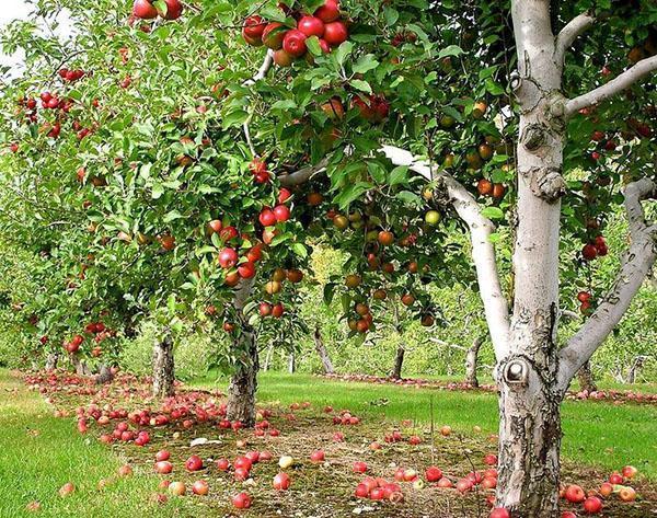 jardin en aout