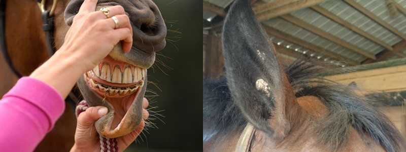 une attention particulière à la santé des chevaux