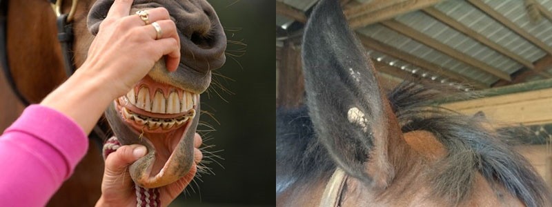 une attention particulière à la santé des chevaux