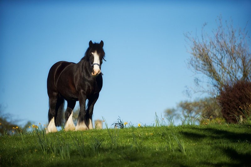 le pâturage des chevaux