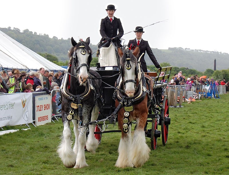 Equipe de chevaux Shire