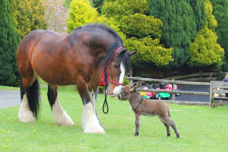 cheval avec poulain