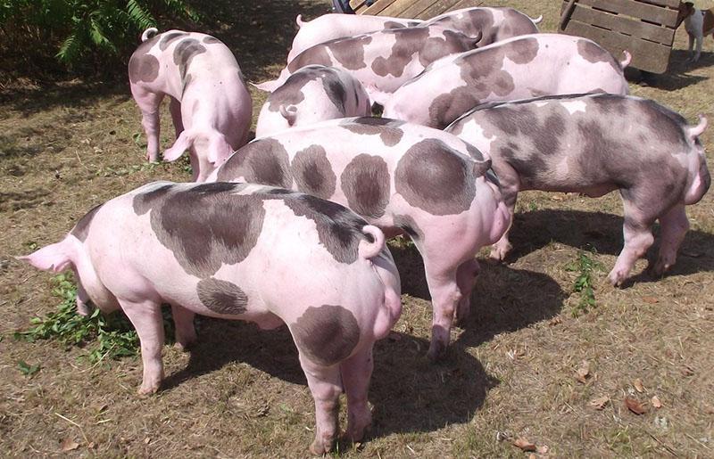 raza de cerdos Pietrain en el patio