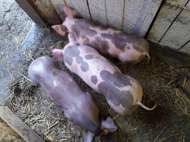 características de alimentación