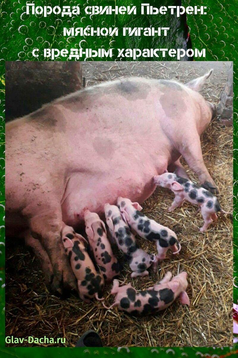 Pietrain de raza de cerdo