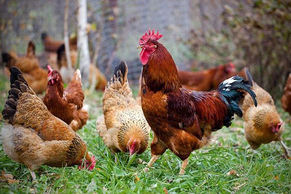 Jubilé des poulets Kuchinsky