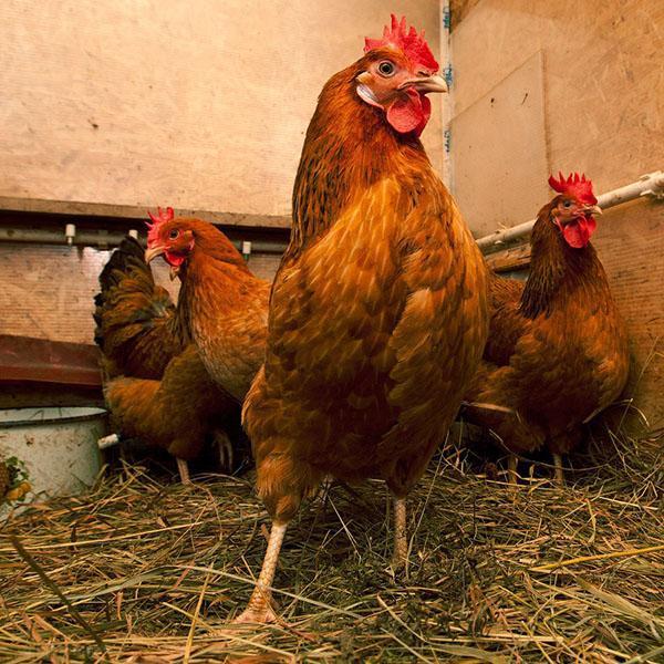 Mini poulets à queue blanche rouge