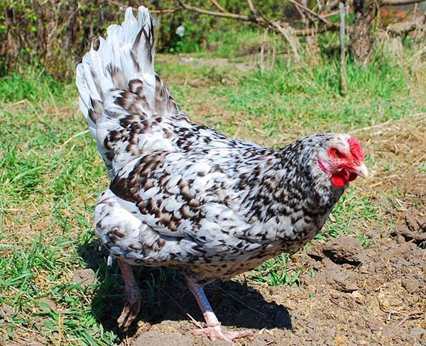 Poulet Pouchkine pesant jusqu'à 2 kg