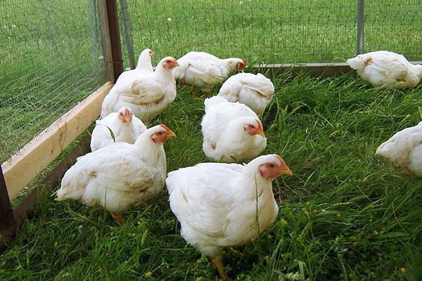 Garder les poulets dans des enclos portables