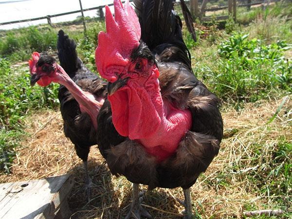 Poulets à cou nu