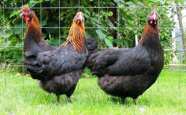 Les poulets se reproduisent Moscou noir