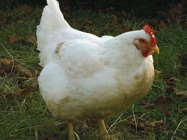 Poulets à griller