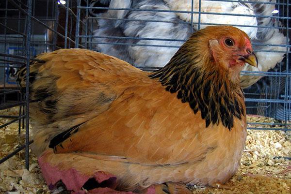 Contenu de Brahma dans les cages