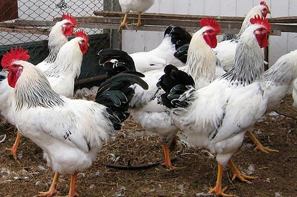 Raza de pollos Adler silver