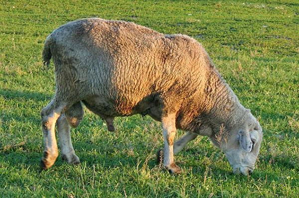 Race de moutons Kuibyshev