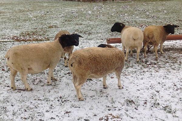 Moutons Dorper en hiver