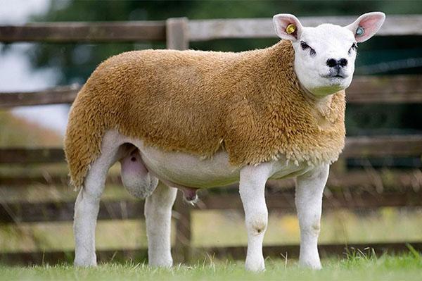 Raza de oveja Texel