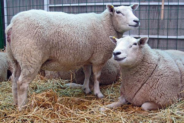 Moutons Texel à l'exposition