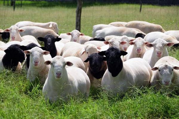 Número de ovejas en el pasto