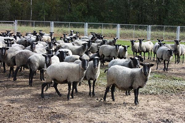 Troupeau de moutons Romanov