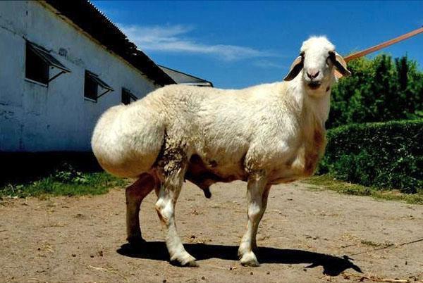 Race de mouton Hissar