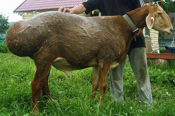 La race de mouton Hissar est un brillant représentant de la variété suceuse de viande