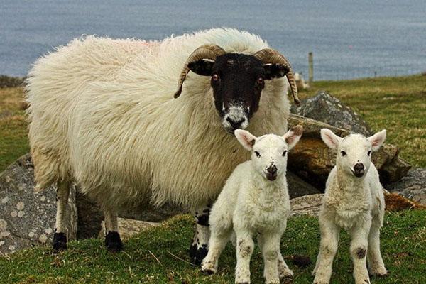 Mouton avec agneaux