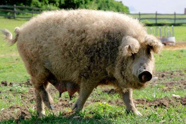 Les porcs de la race Mangal sont extrêmement pointilleux