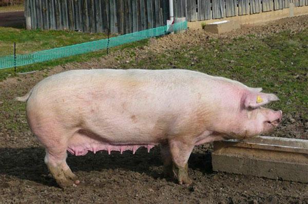 Con una longitud corporal femenina de poco más de 165 cm, el peso es de 260 kg.