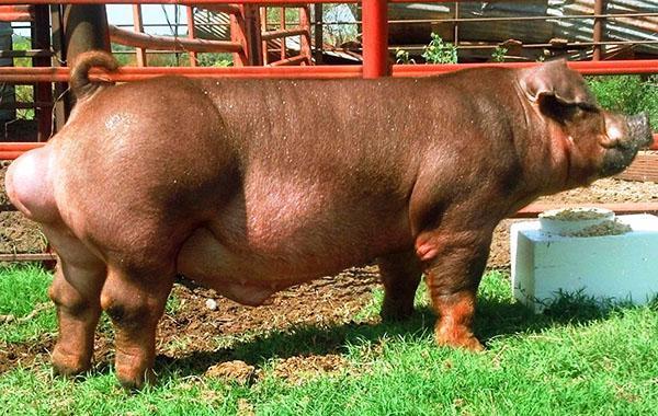 Race de porc Duroc