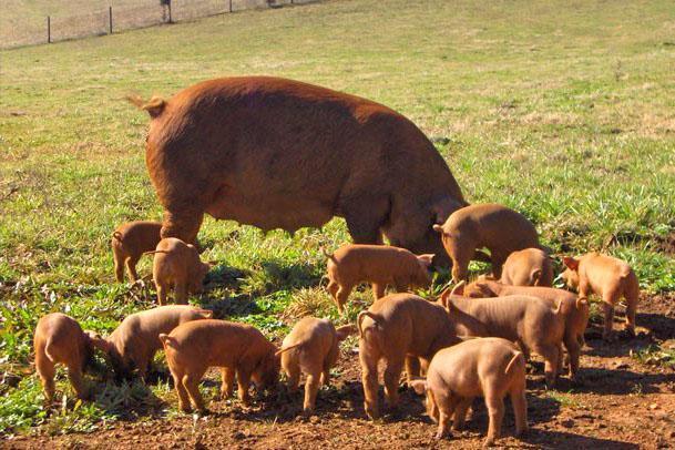 Cerda Duroc con lechones