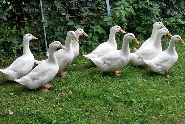 Patos Adigel