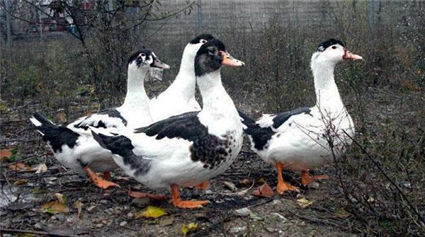 Pato doméstico Mulard